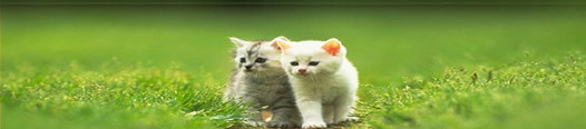 Cats are very lovely